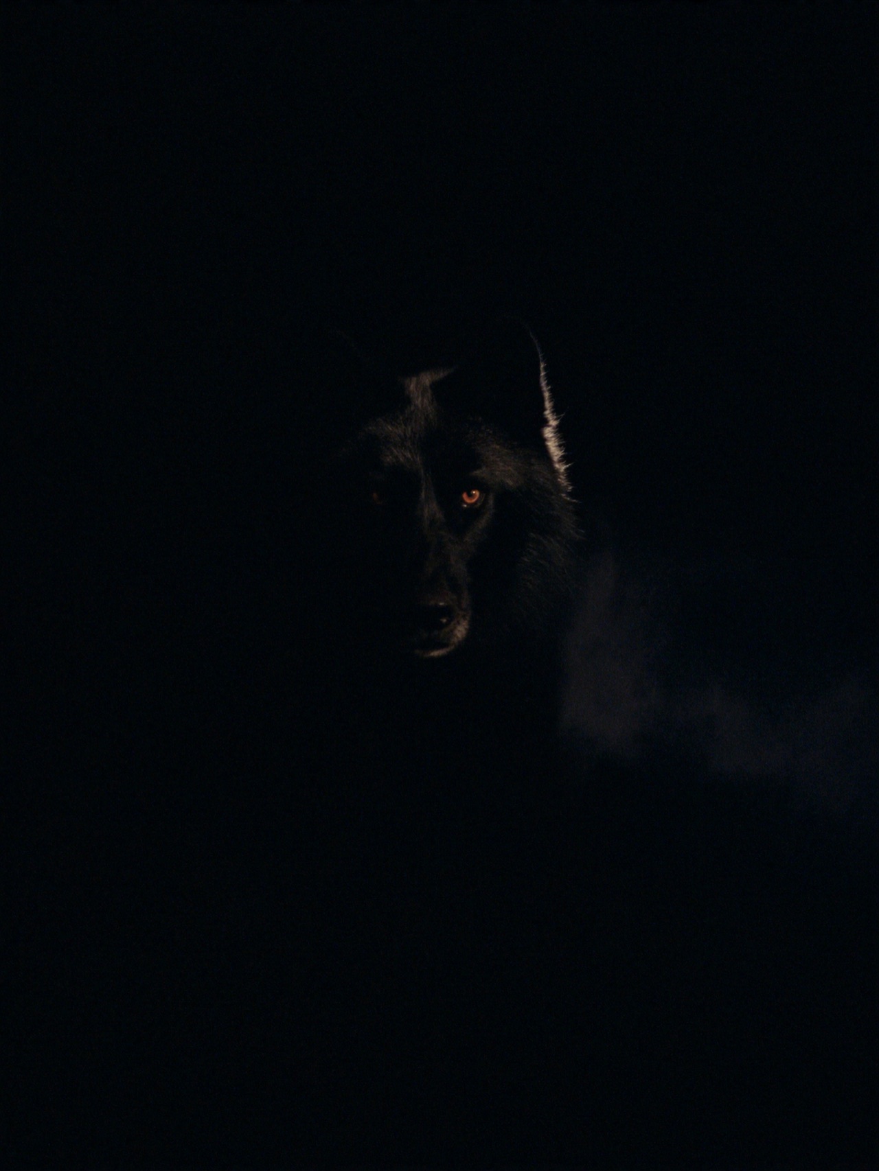 LOUWHĀRYK, le loup miroir